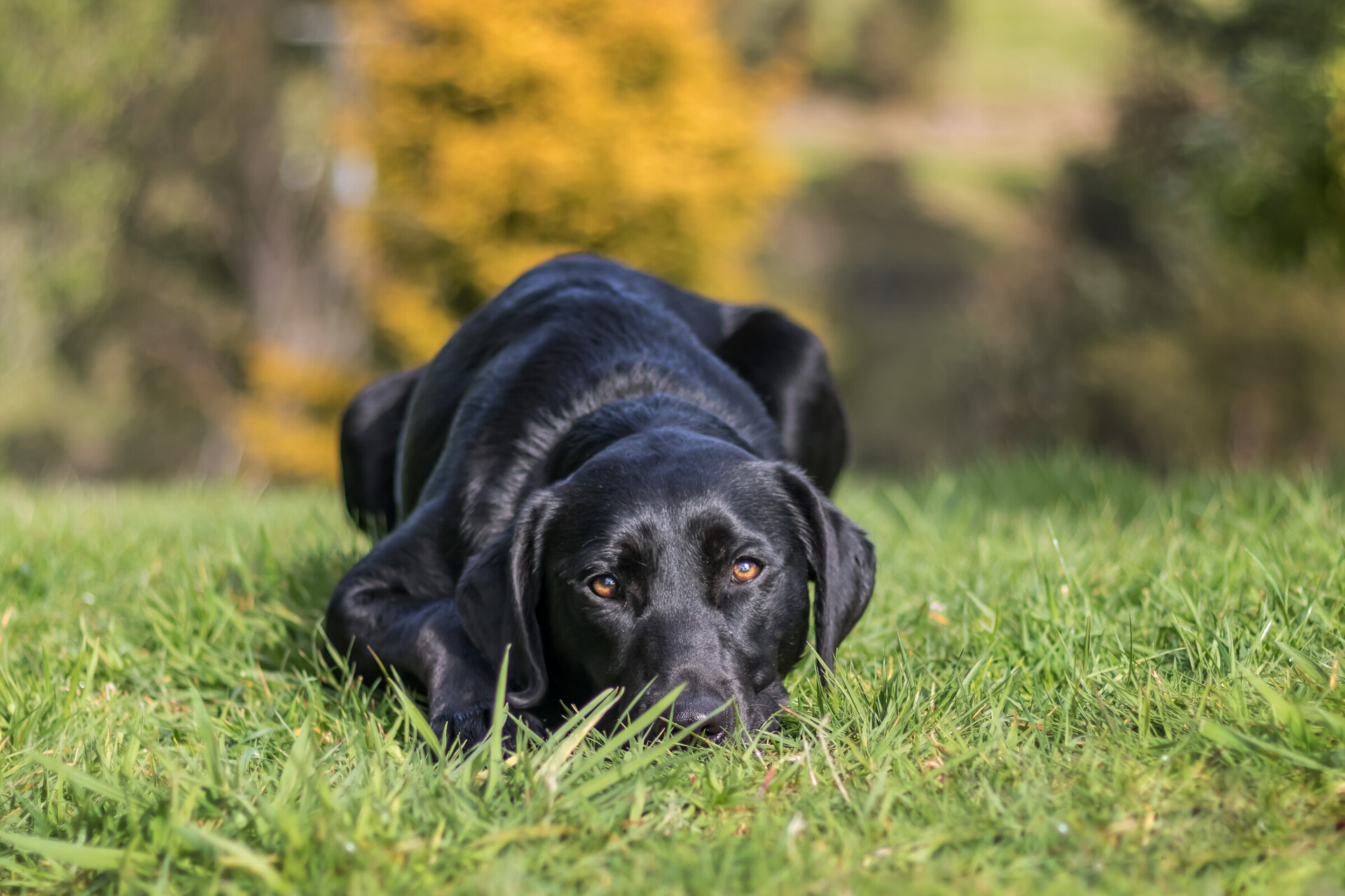 Pound Hounds Rescue | Rescue Dogs | Adopt a dog | Cambridge | Te Awamutu